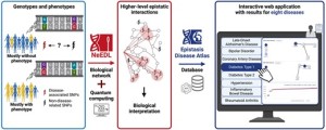 Neues KI-Tool NeEDL enth&uuml;llt verborgene genetische Interaktionen bei Krankheiten